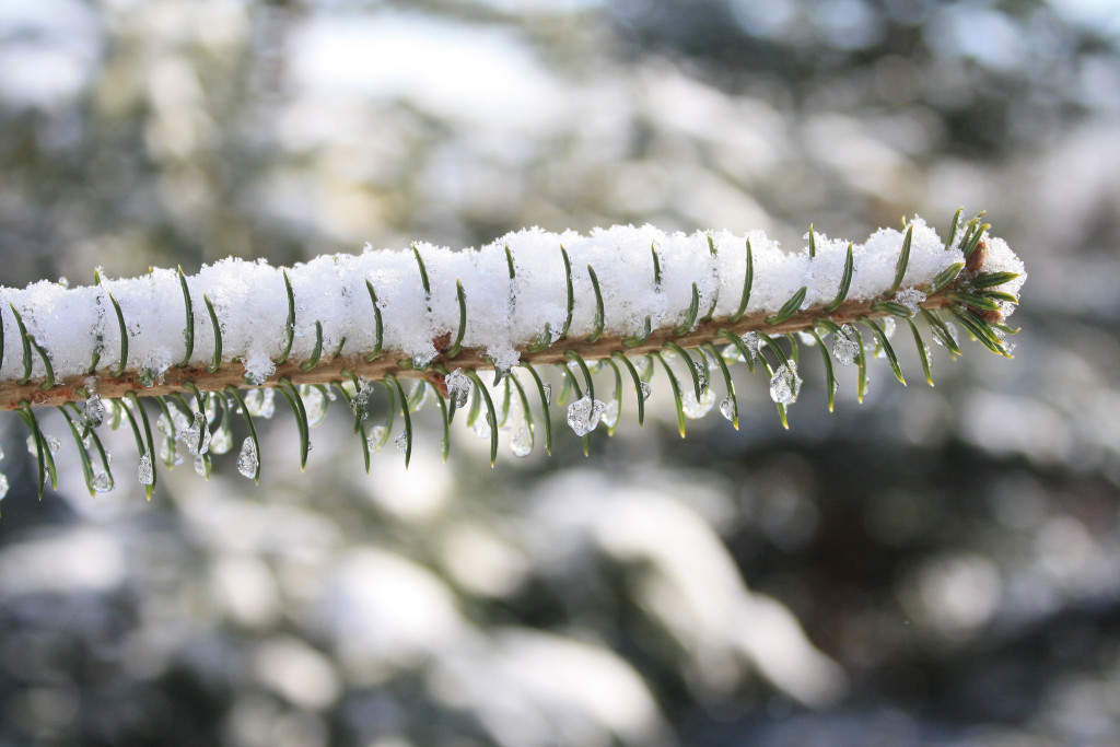 snow on spruce-1
