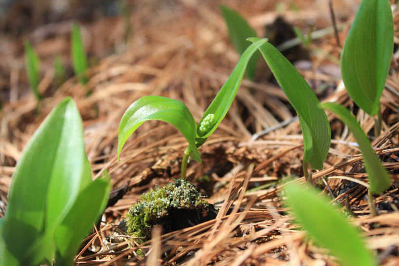 False lily of the valley 1-1